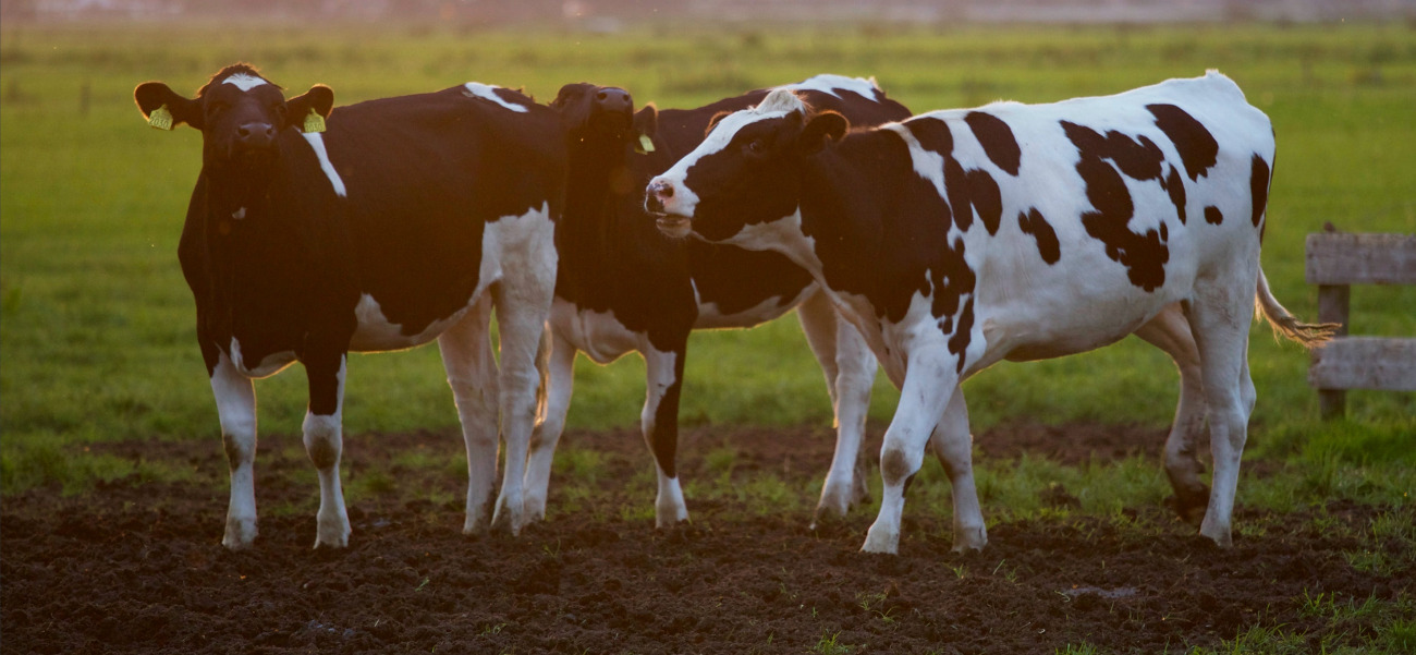 cows