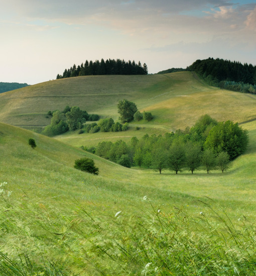 a green field