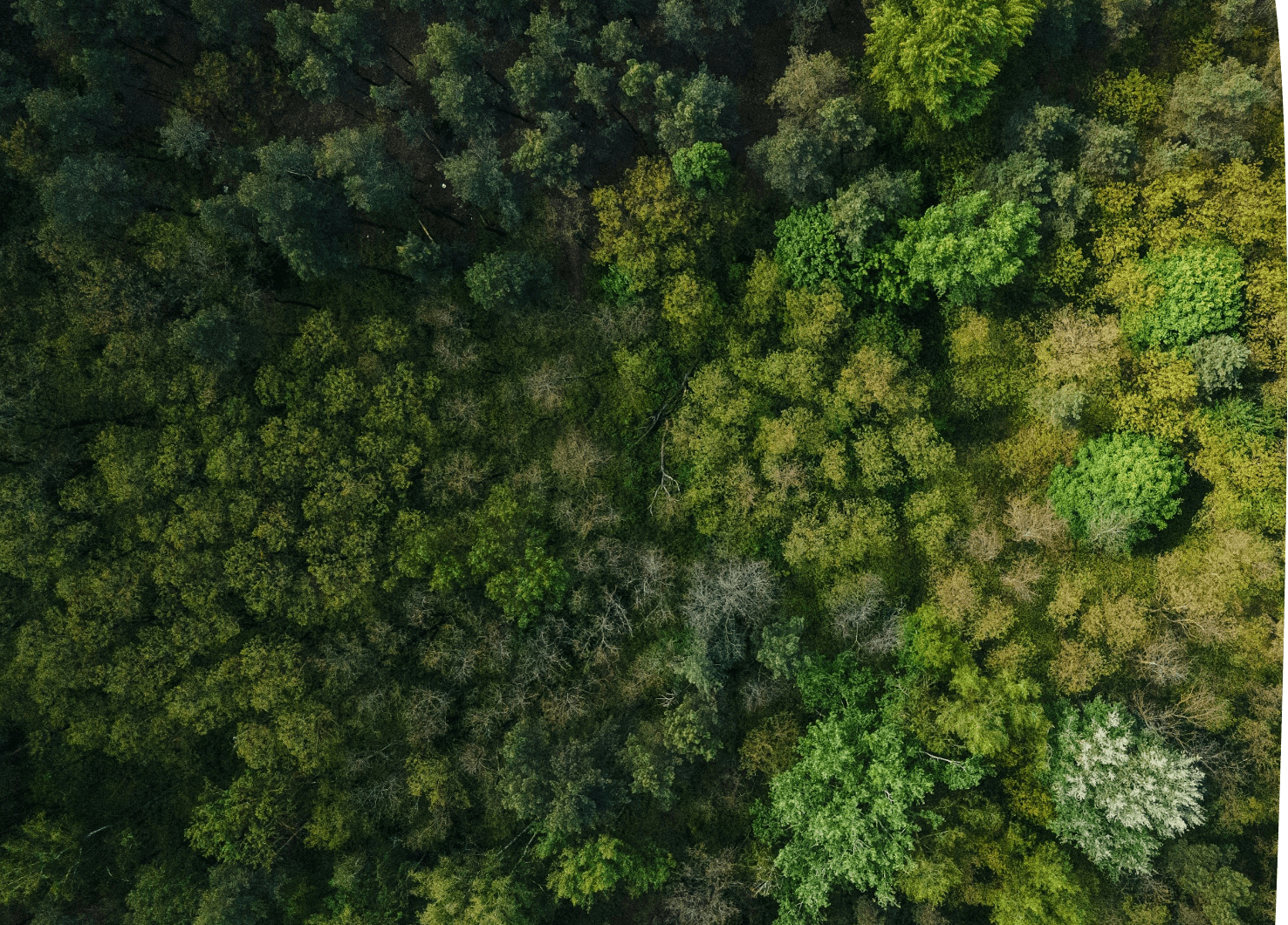 aerial photo of a forest